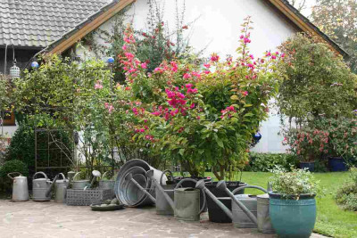 Bougenvillea4314.jpg