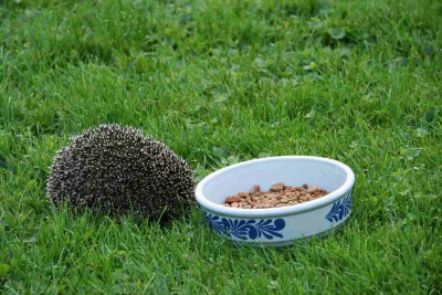 Igel0114_1.jpg
