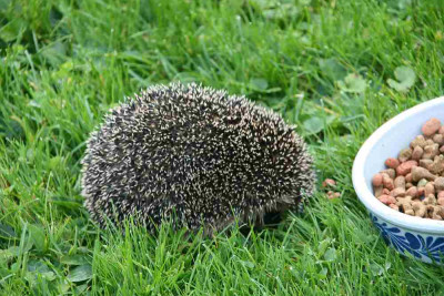 Igel0114_2.jpg
