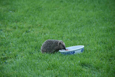 Igel0114_4.jpg