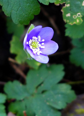 Hepatica_nobilis_fars_11.2014.jpg