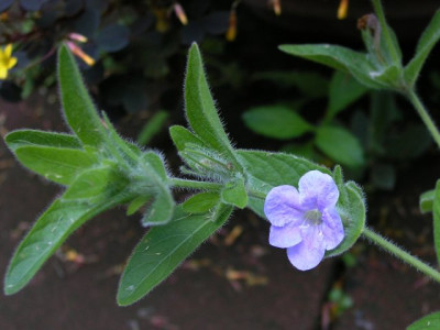 Ruellia_humilis.jpg