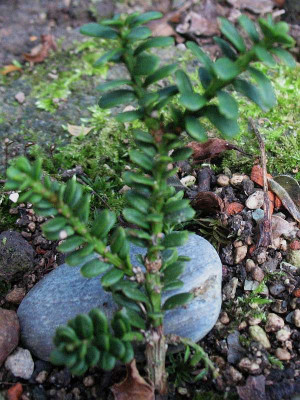 Taxus_cuspidata_Amersfoort__...__22.11.14_001.jpg