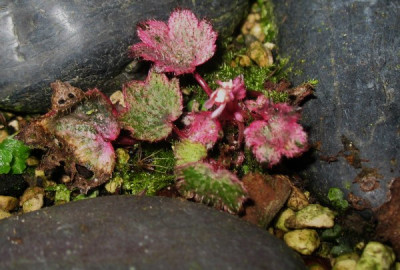 Sax._cortusifolia_Crystal_Pink_...___21.11.14_003.jpg