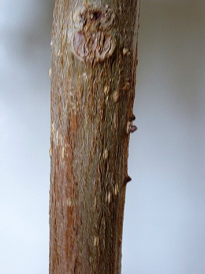 zimmerpflanze887.jpg
