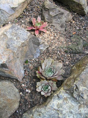 Sempervivum-Beet_2_Hortu.jpg