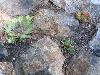 Sempervivum-Beet_3_Hortu.jpg