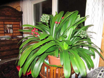Klivie_141123.jpg