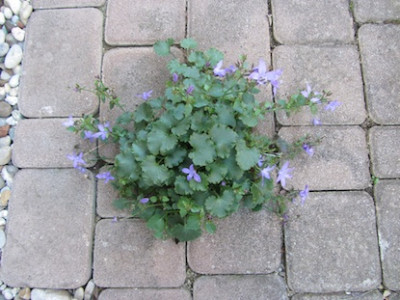 Glockenblume_in_Fuge_IMG_4177.jpg