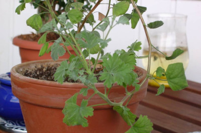Pelargonium_extipulatum_x.jpg