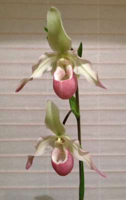 Phragmipedium_Sedenii_11-2014_1200x1200_80KB.jpg