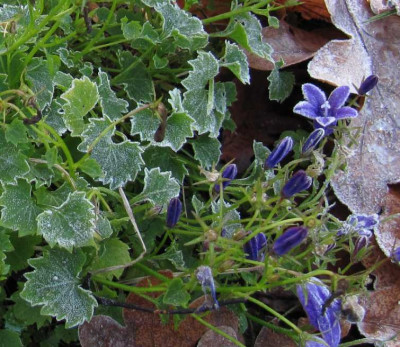 IMG_3150_Campanula_27-11-2014--.jpg