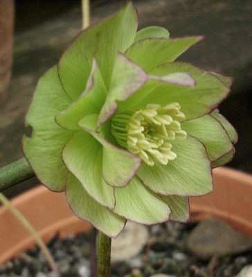 torquatue_hybrid.jpg