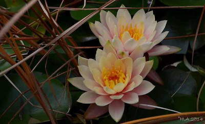 nymphaea_14-12-01.jpg
