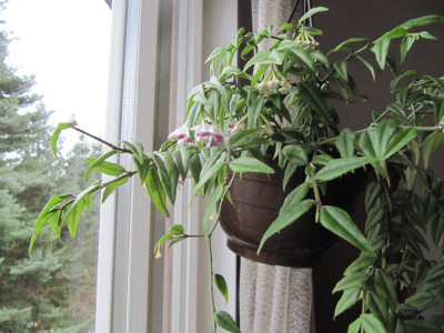 Hoya_bella_141201.jpg