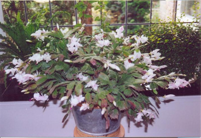 scannen0002_Small.jpg