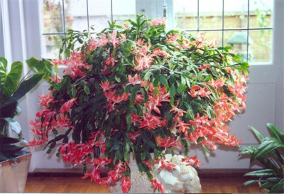 scannen0003_Small.jpg