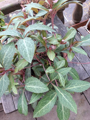helleborus_lividus_phedar_saeml1.jpg