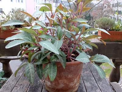 helleborus_lividus_phedar_saeml2.jpg