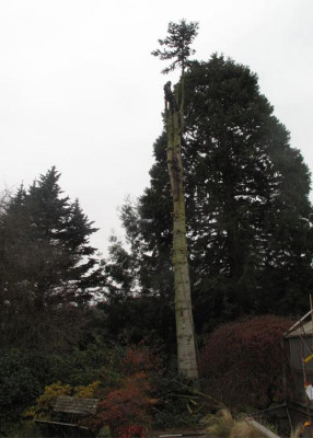 abies_procera_faellung_001.jpg