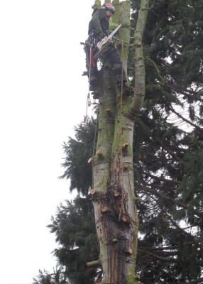 abies_procera_faellung_002.jpg