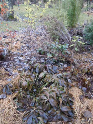 Frostschaden_Helleborus_x_hybr._Febr._2012.JPG