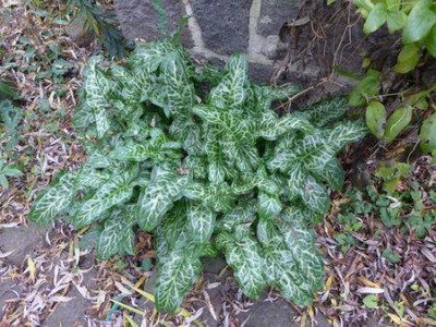 Arum_italicum_fars_2014.jpg