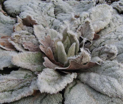 IMG_3456_Verbascum_18-01-2015_.jpg