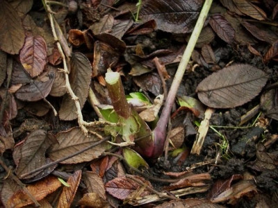 helleborerest.jpg