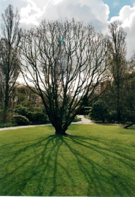 Quercus_pontica.jpg