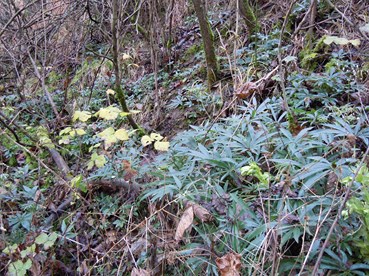 Helleborus_foetidus_Wildvorkommen__131214_001_18.JPG