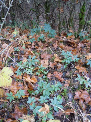 Helleborus_foetidus_Wildvorkommen__131214_005.JPG