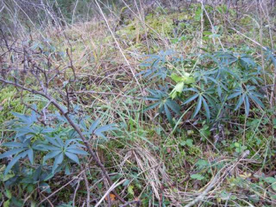 Helleborus_foetidus_Wildvorkommen_131214_004.JPG