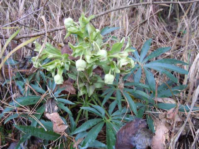 Helleborus_foetidus_Wildvorkommen__131214_006.JPG