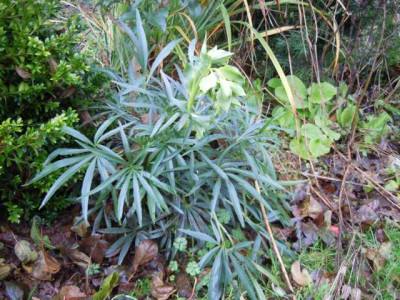 Helleborus_foetidus_Klon_1_Garten_131214_008.JPG