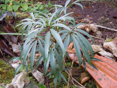 Helleborus_foetidus_Klon_Westerflisk_Garten_131214_009.JPG
