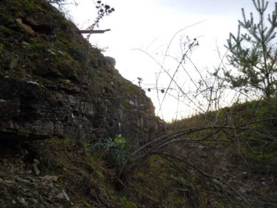 Helleborus_foetidus_Wildvorkommen_131214_003.JPG