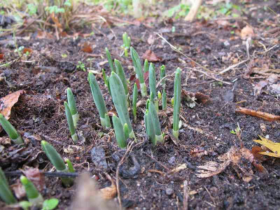 Galanthus_elwesii_14.12.14_ue.jpg