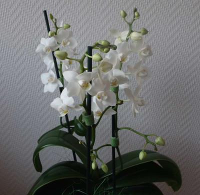 wuchsfreudige_Phalaenopsis2.jpg