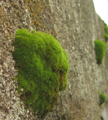 Moosknollen_an_Mauer.jpg