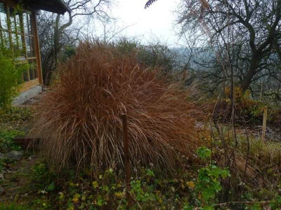 Gras_am_Teich_2.jpg