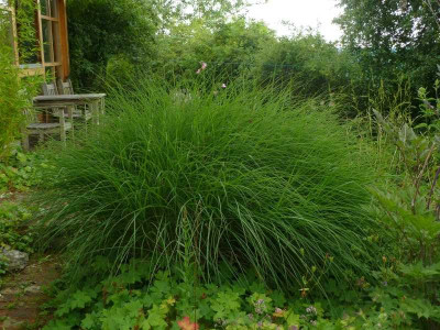 Gras_am_Teich_1.jpg