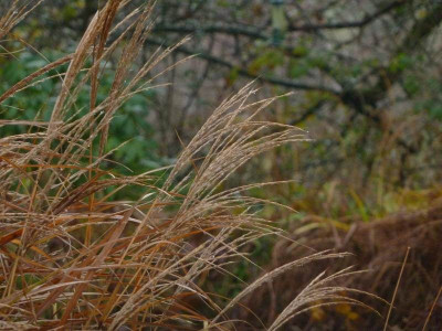 Gras_am_Teich_Samenstande.jpg