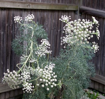 Seseli_gummiferum_01.08.14_Copy.JPG