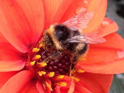 Hummel_in_Blute_2014.JPG