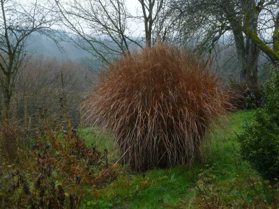 Gras_unbek..jpg