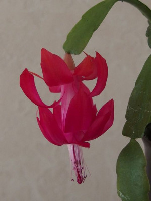Sch._x_buckleyi_Palma_2_PC150096.jpg