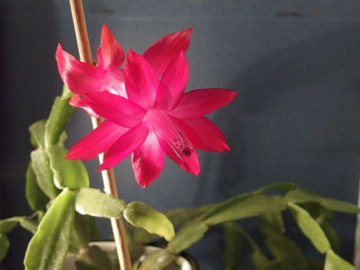 Sch._x_buckleyi_Palma_2_PC150109.jpg
