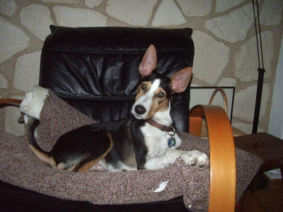 Sessel2pur.jpg