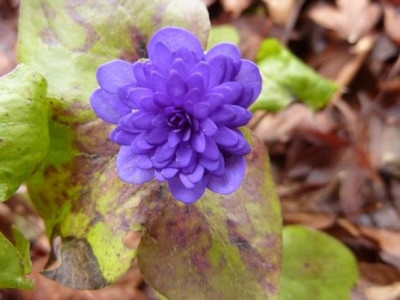 Hepatica_im_Winter.jpg